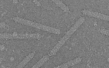 Clavaviridae