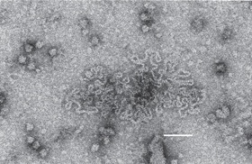 Aspiviridae