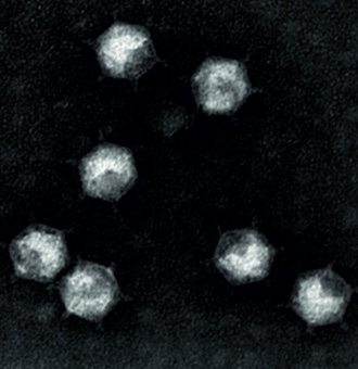 Finnlakeviridae
