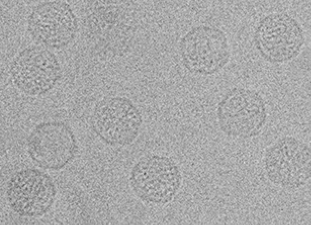 Chrysoviridae