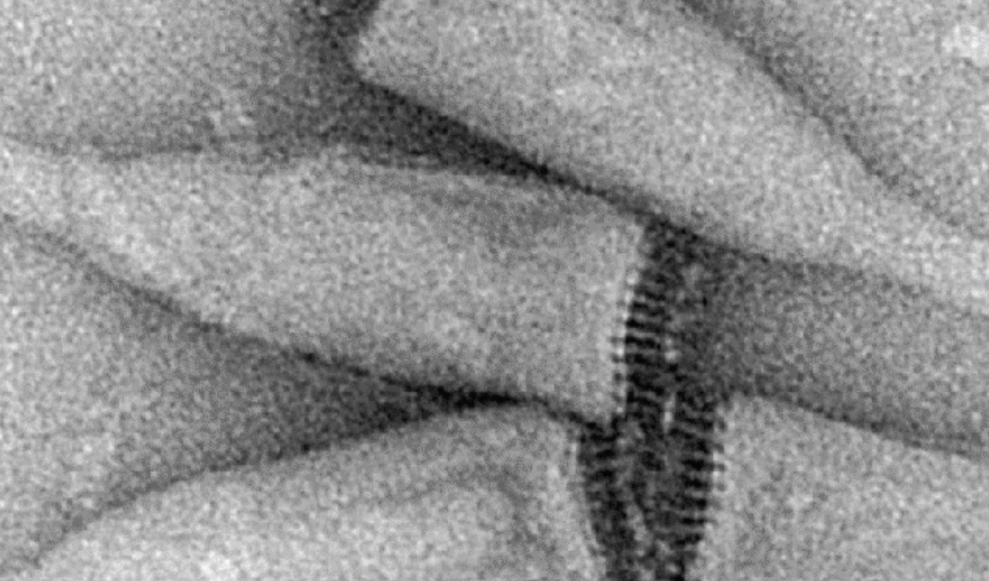 Ampullaviridae