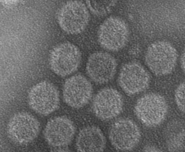 Megabirnaviridae