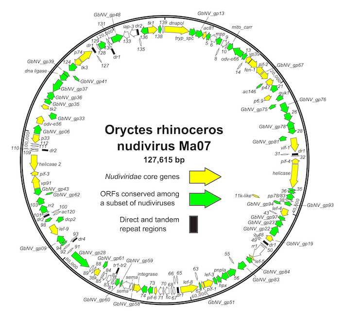 Nudiviridae