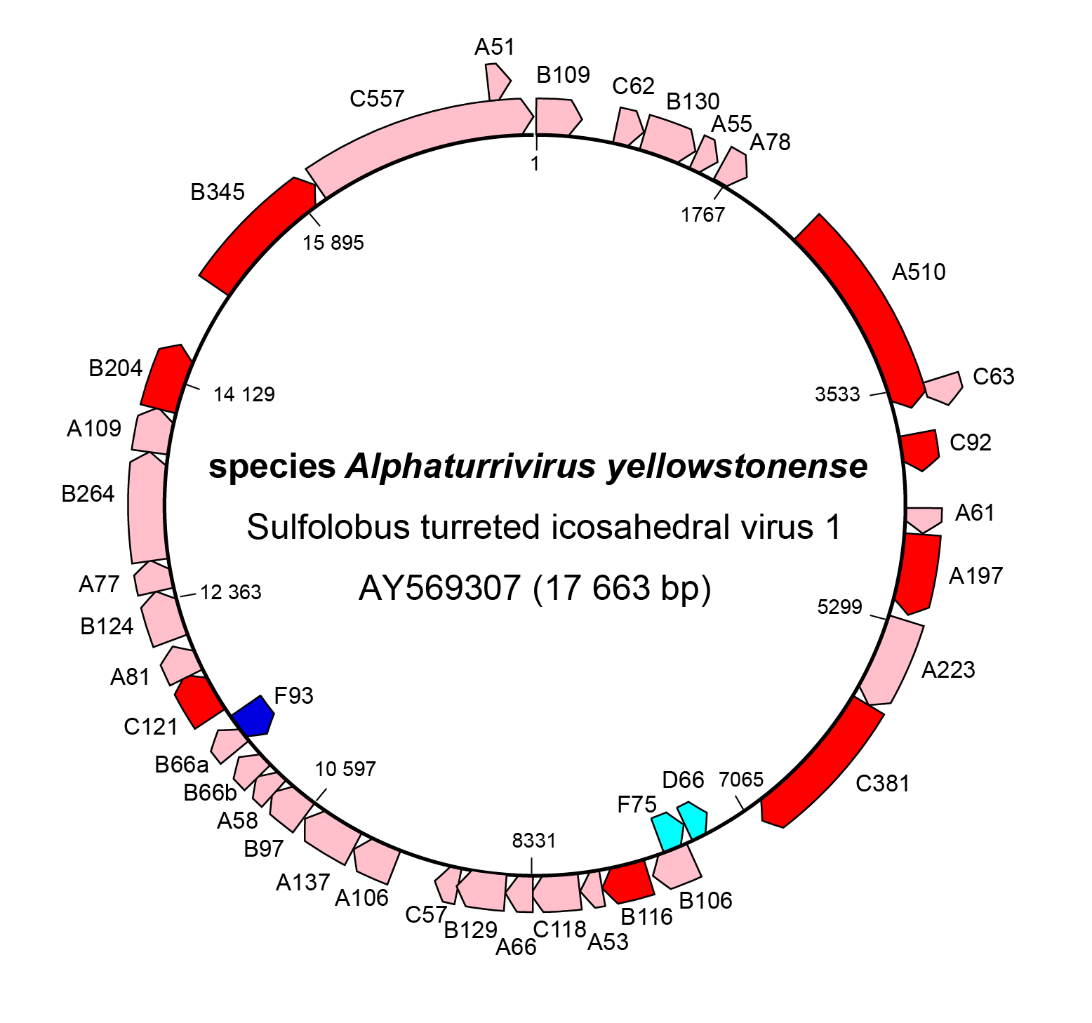 Turriviridae