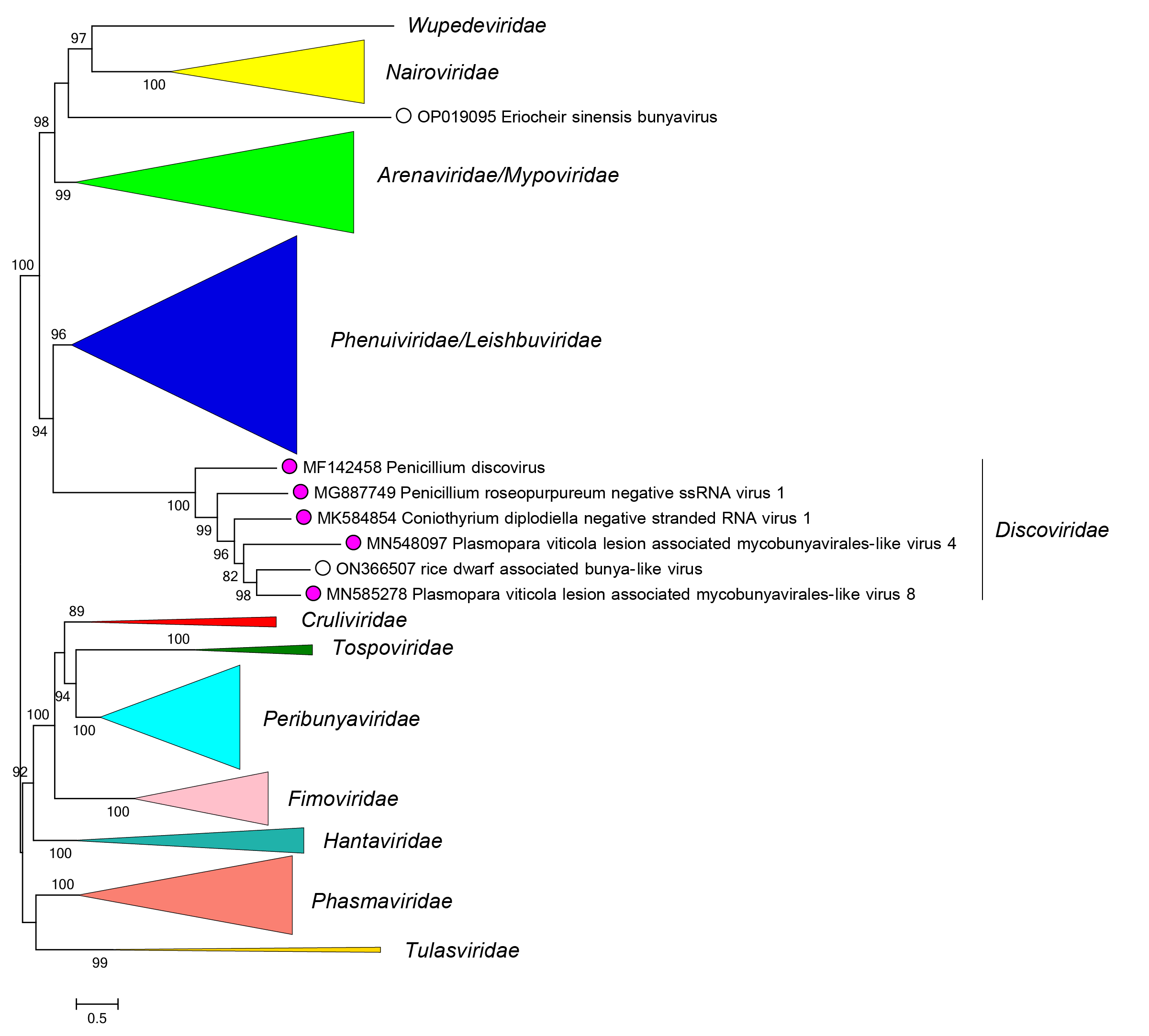 Discoviridae