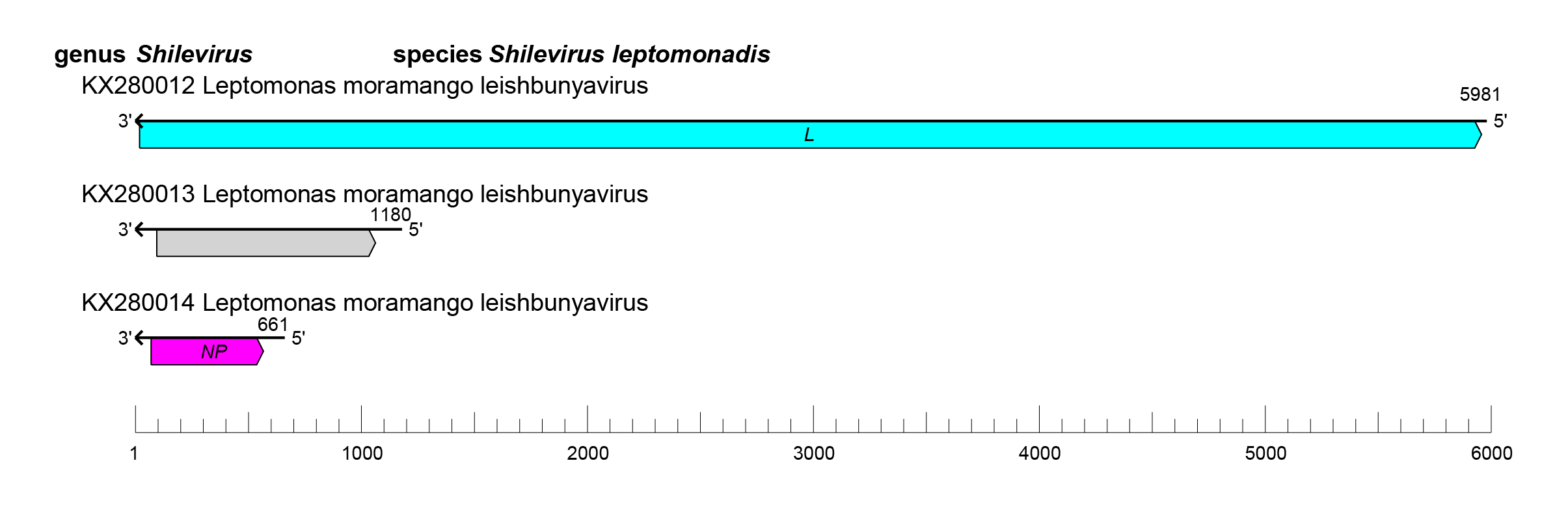 Leishbuviridae