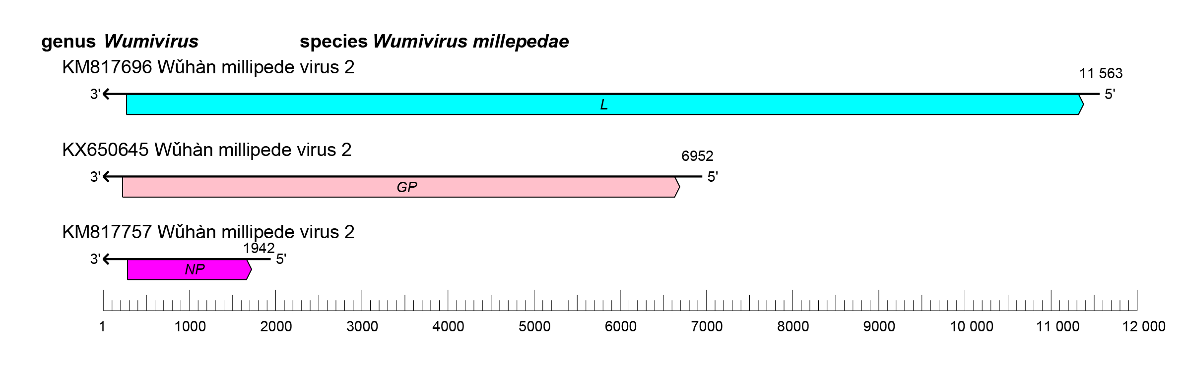 Wupedeviridae