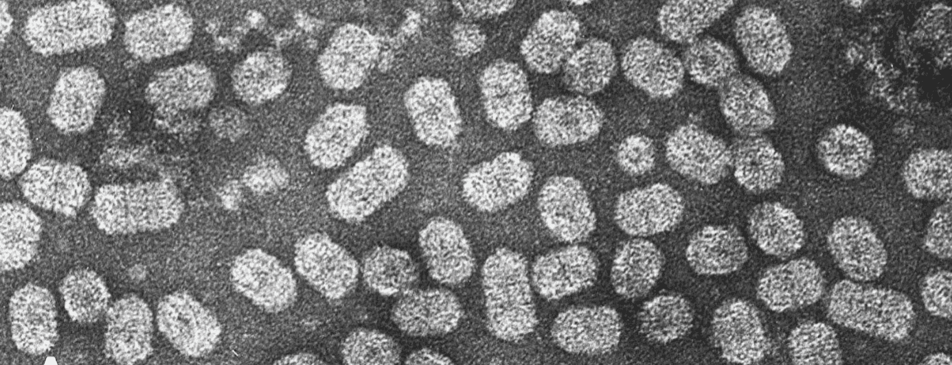 Botourmiaviridae
