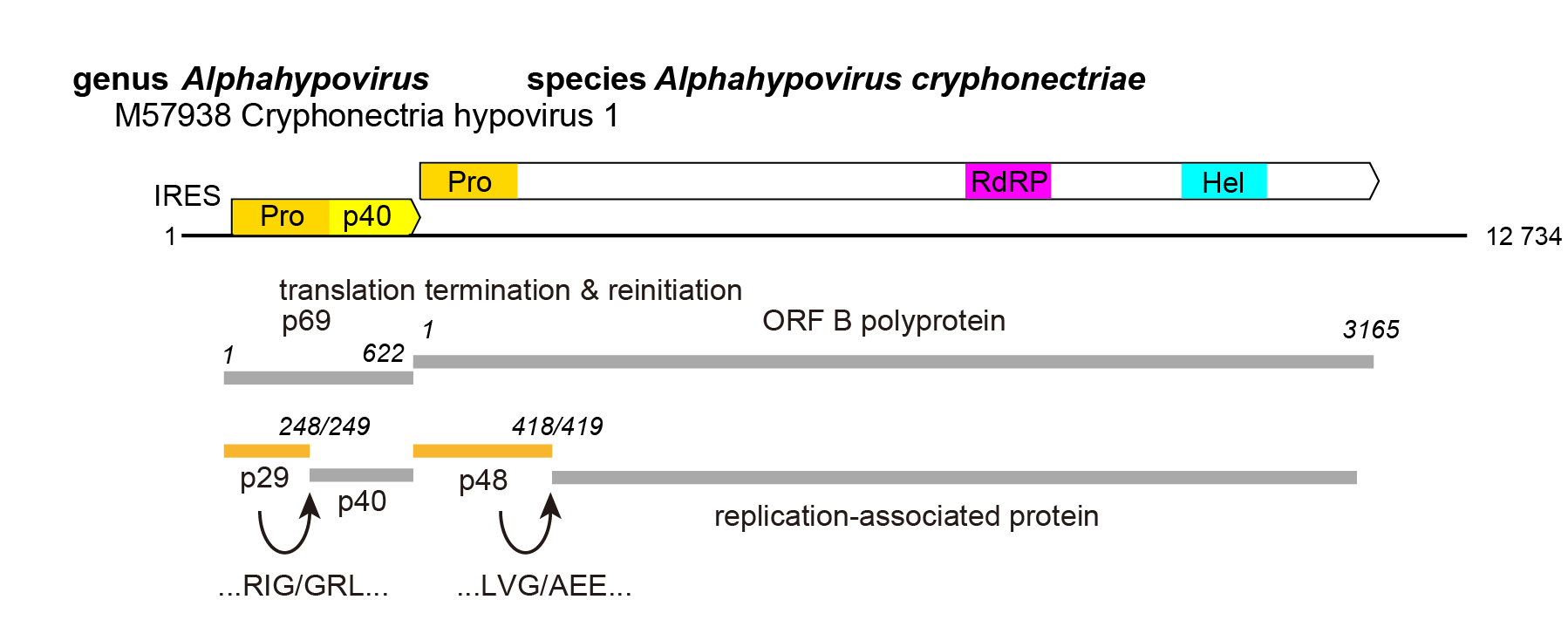 Hypoviridae 