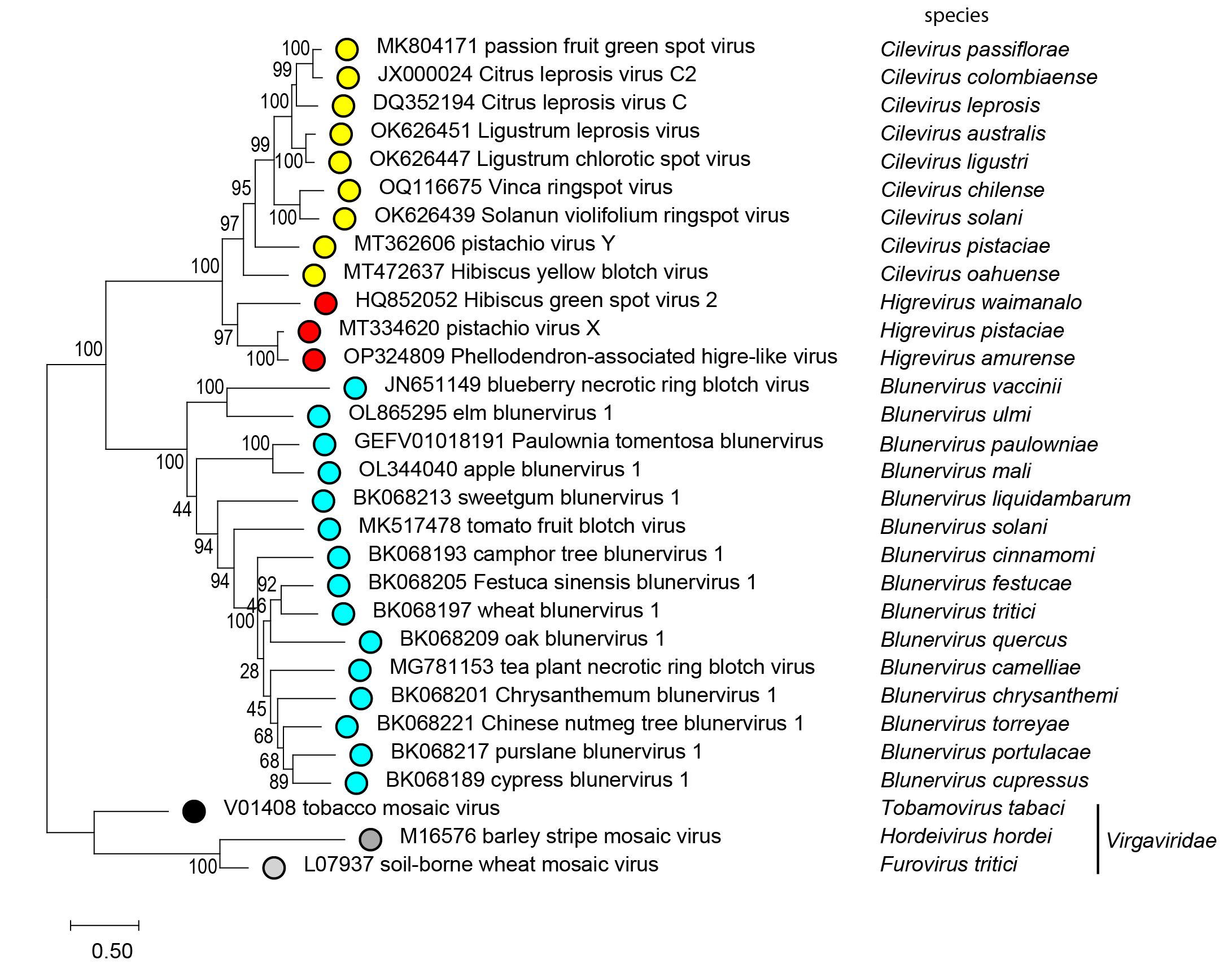 Kitaviridae