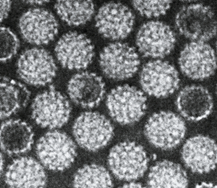Papillomaviridae