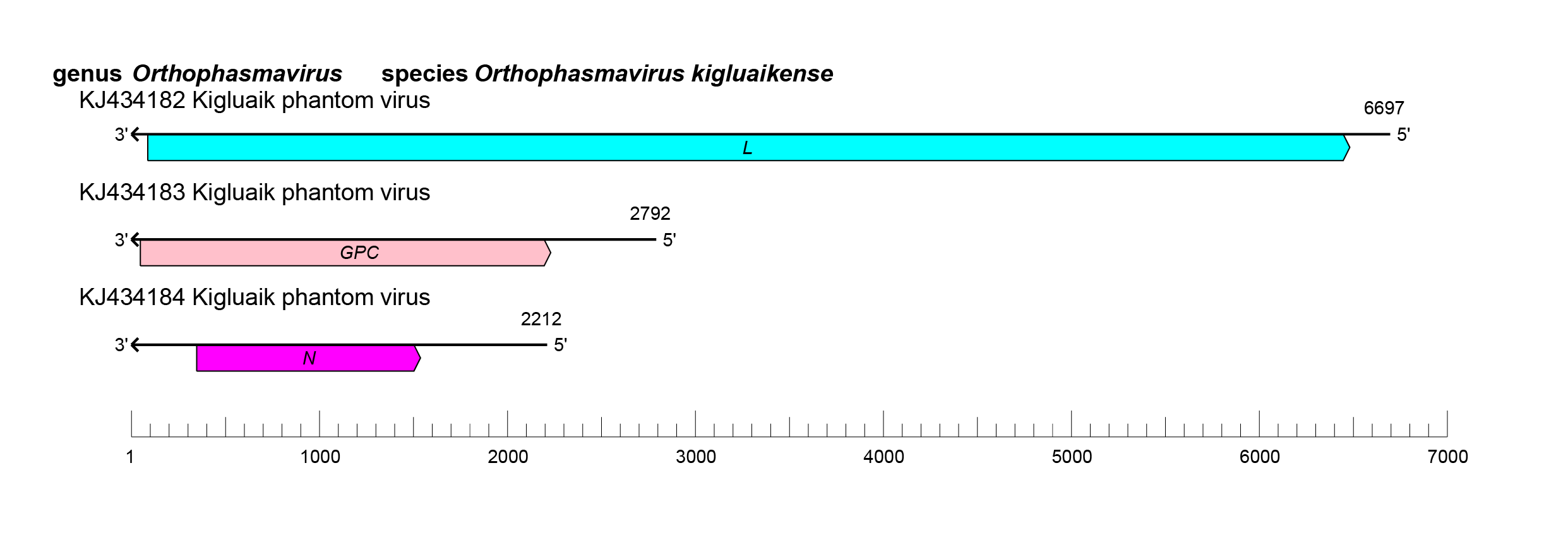 Phasmaviridae