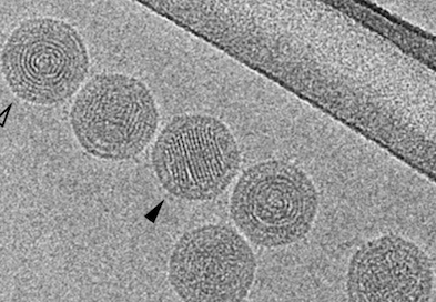 Portogloboviridae