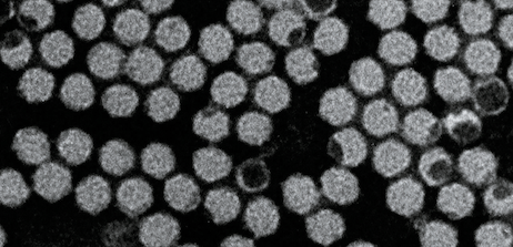 Secoviridae