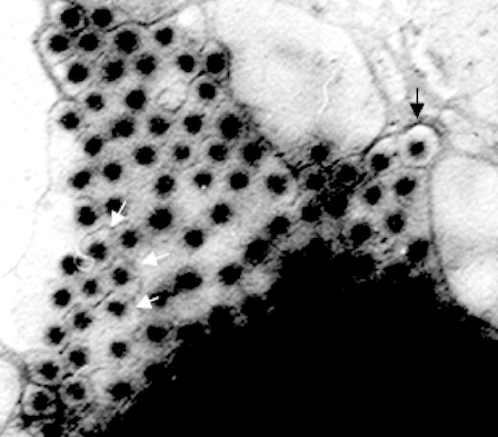 Sedoreoviridae