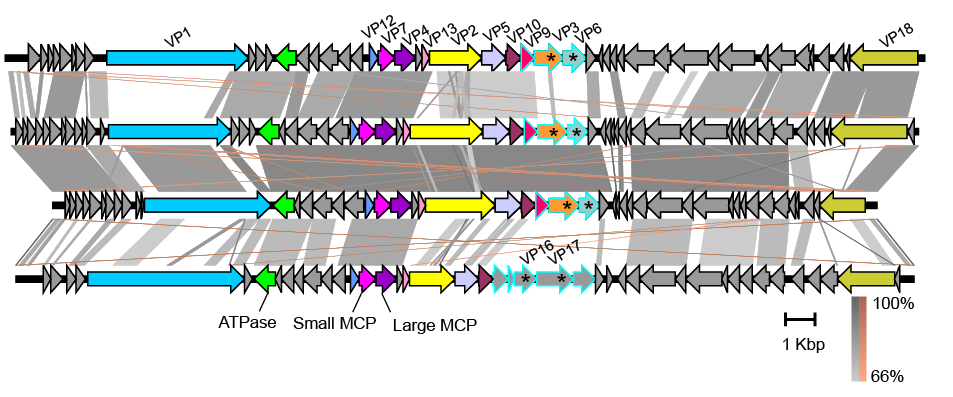 Sphaerolipoviridae