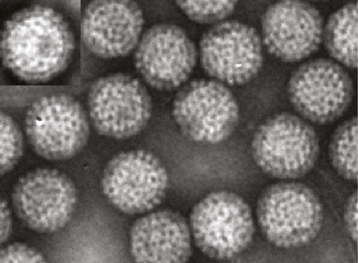Spinareoviridae