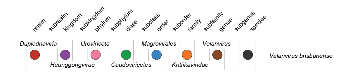 Krittikaviridae
