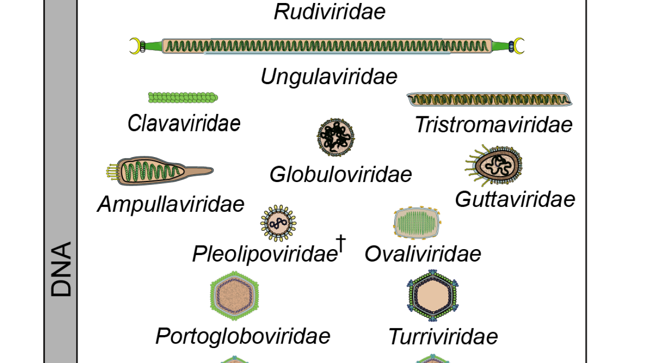 Virion Diagrams