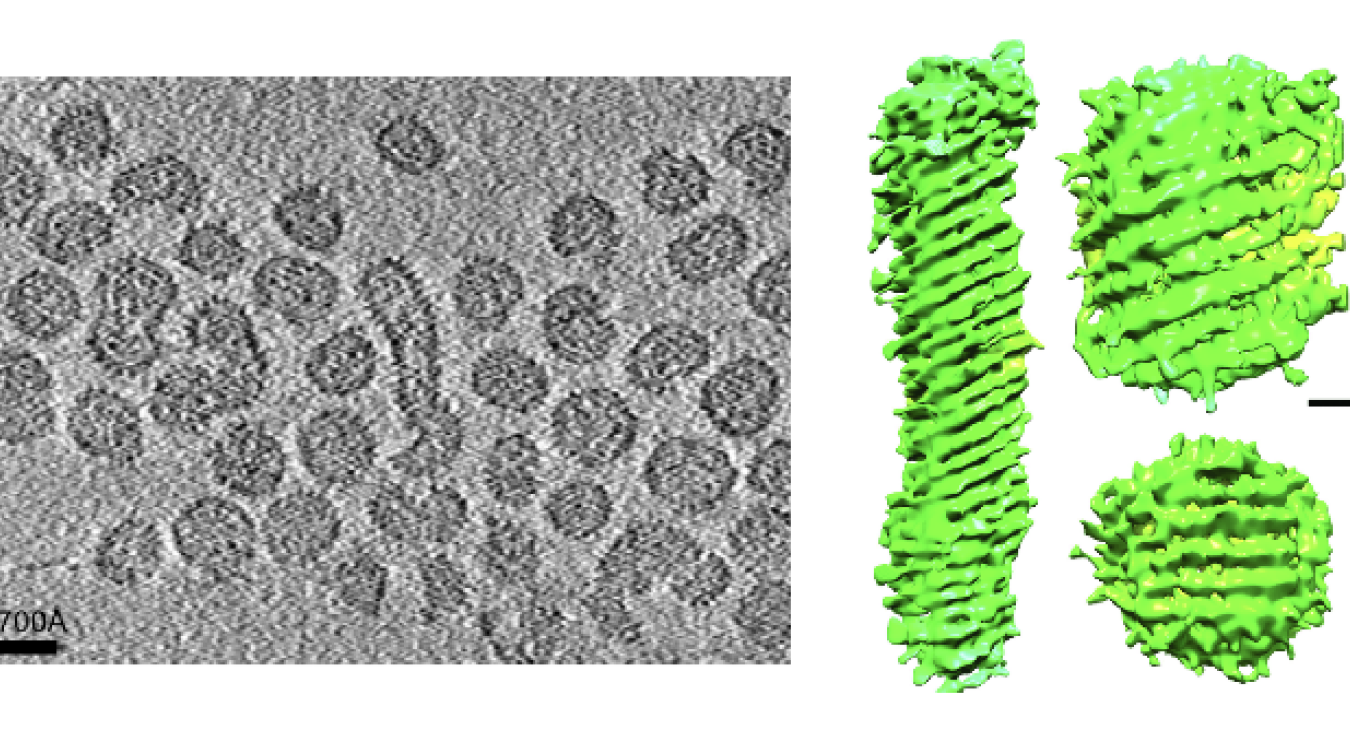 Matonaviridae