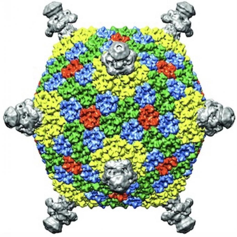 Finnlakeviridae