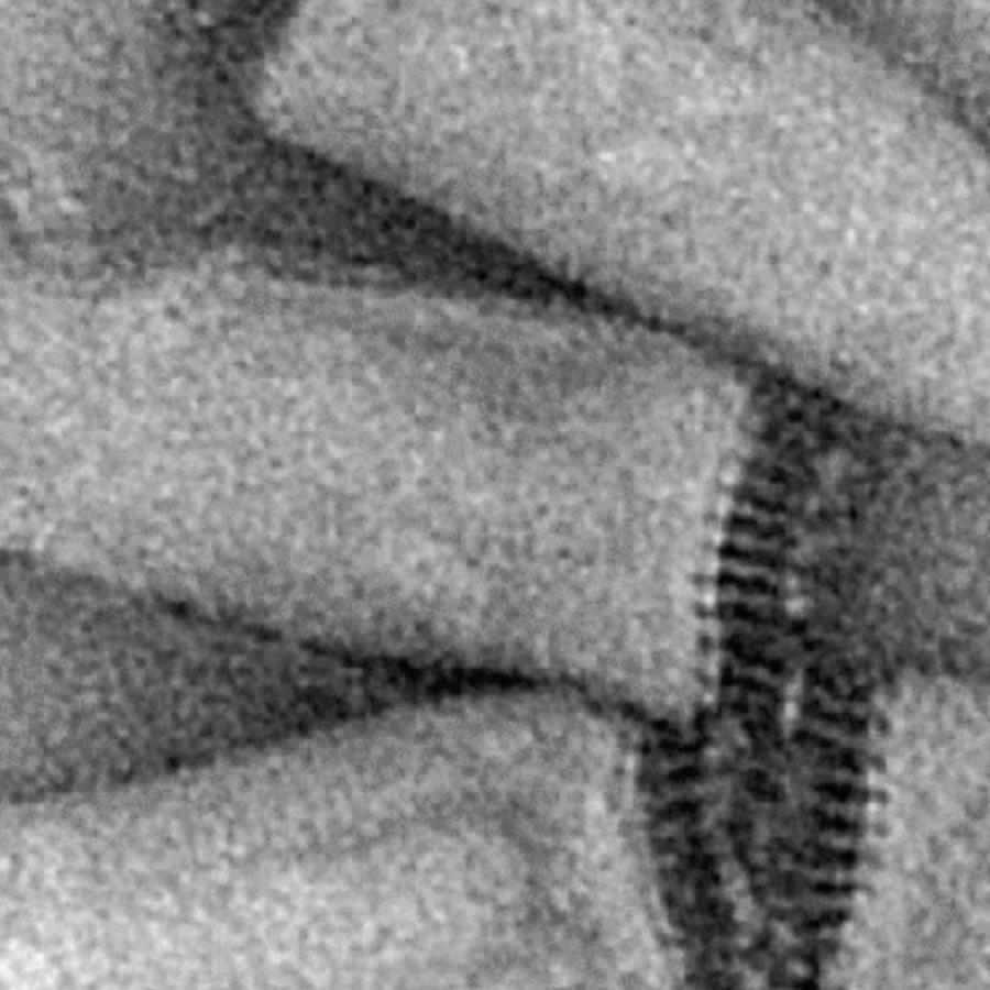 Ampullaviridae