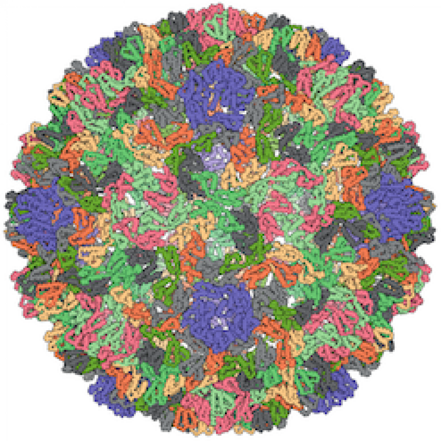 Metaviridae