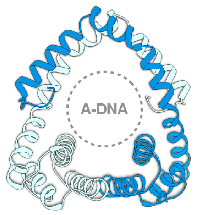 Adnaviria