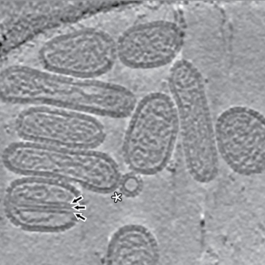 Hantaviridae