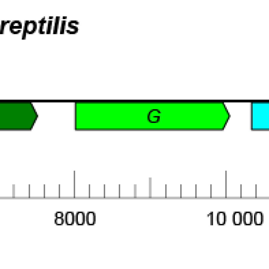 Sunviridae