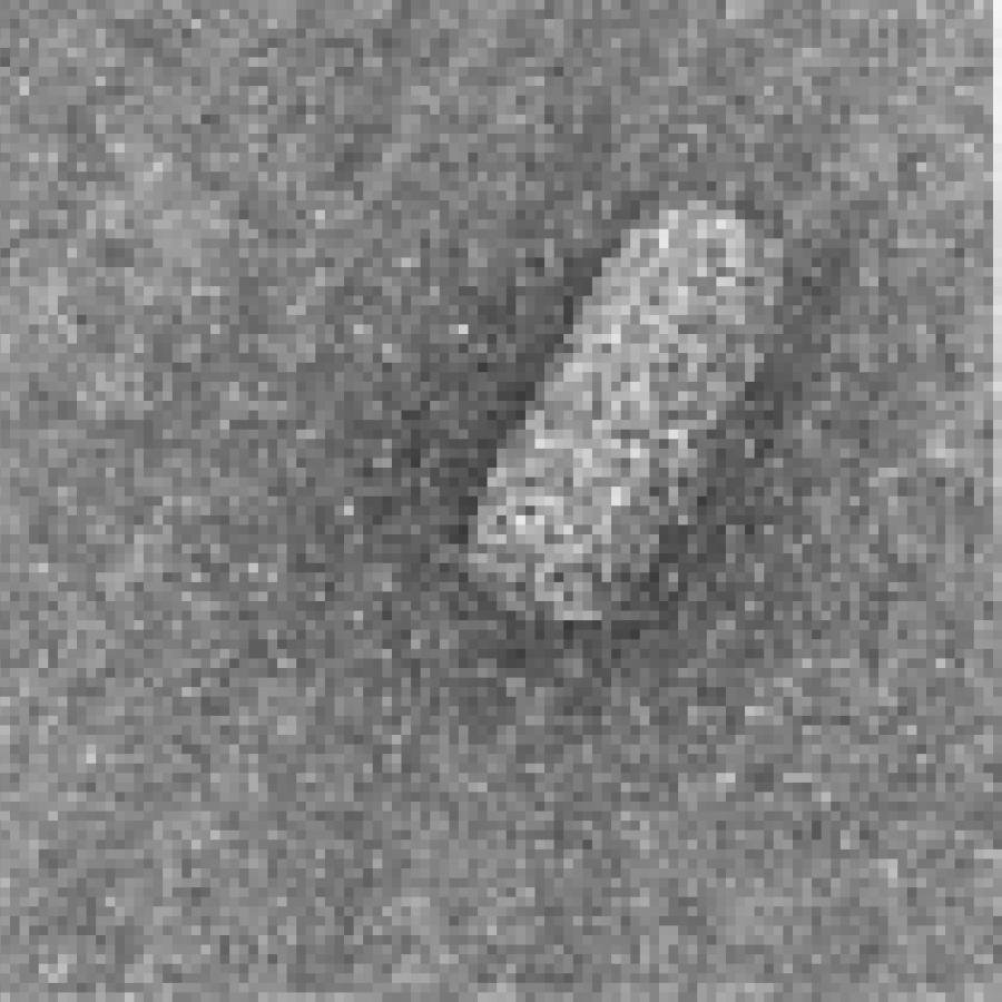 Kitaviridae