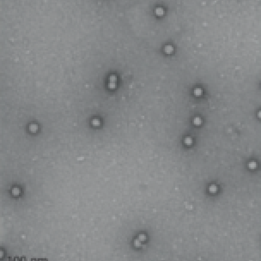 Anelloviridae
