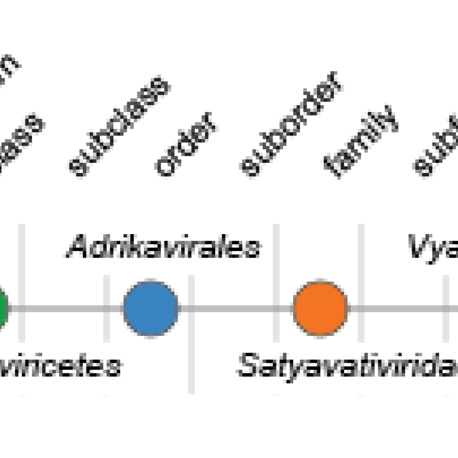 Satyavativiridae