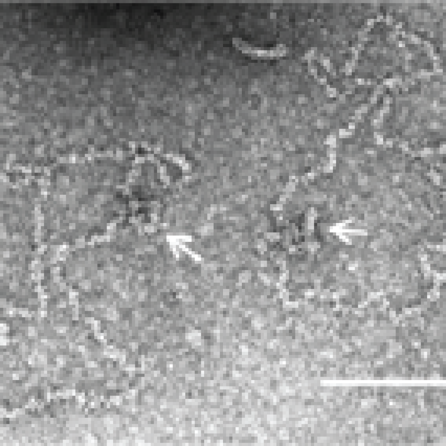 Konkoviridae