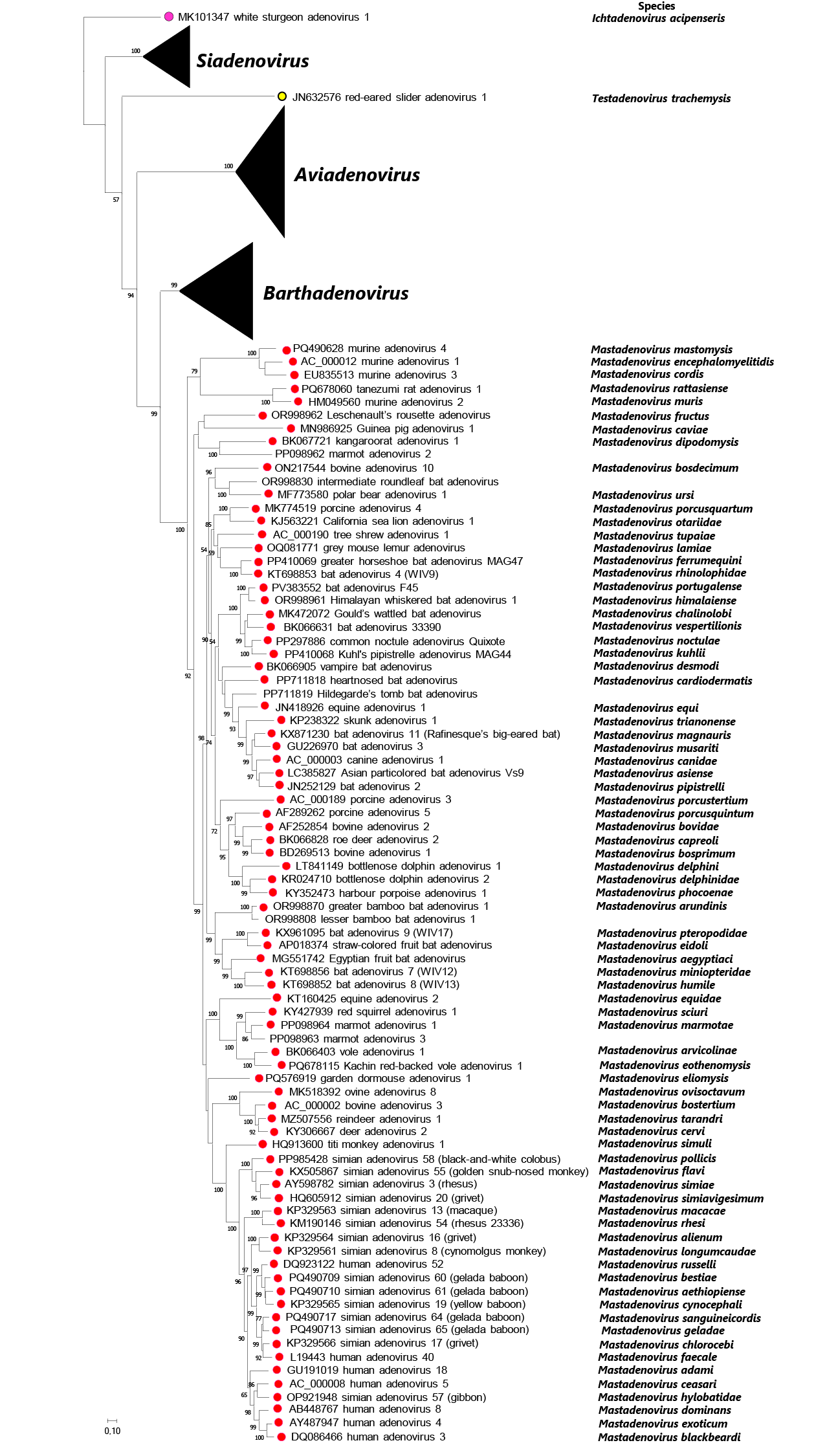 Adenoviridae phylogeny
