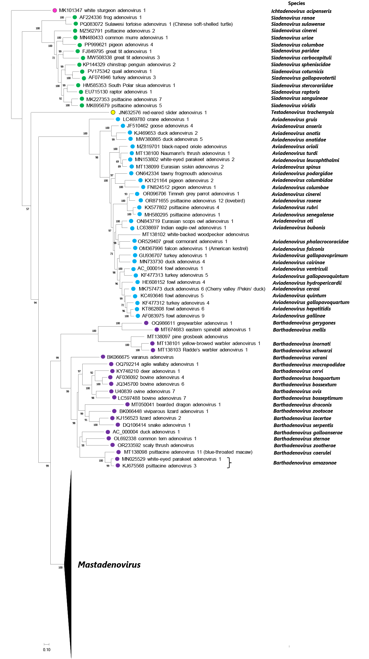 Adenoviridae phylogeny