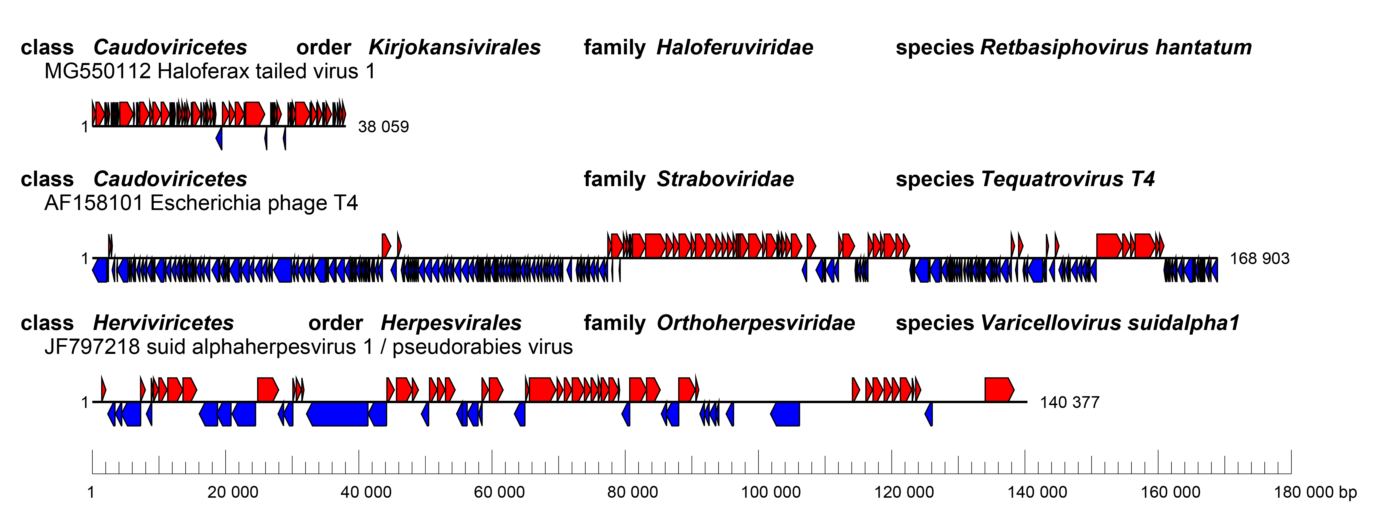 Duplodnaviria genomes