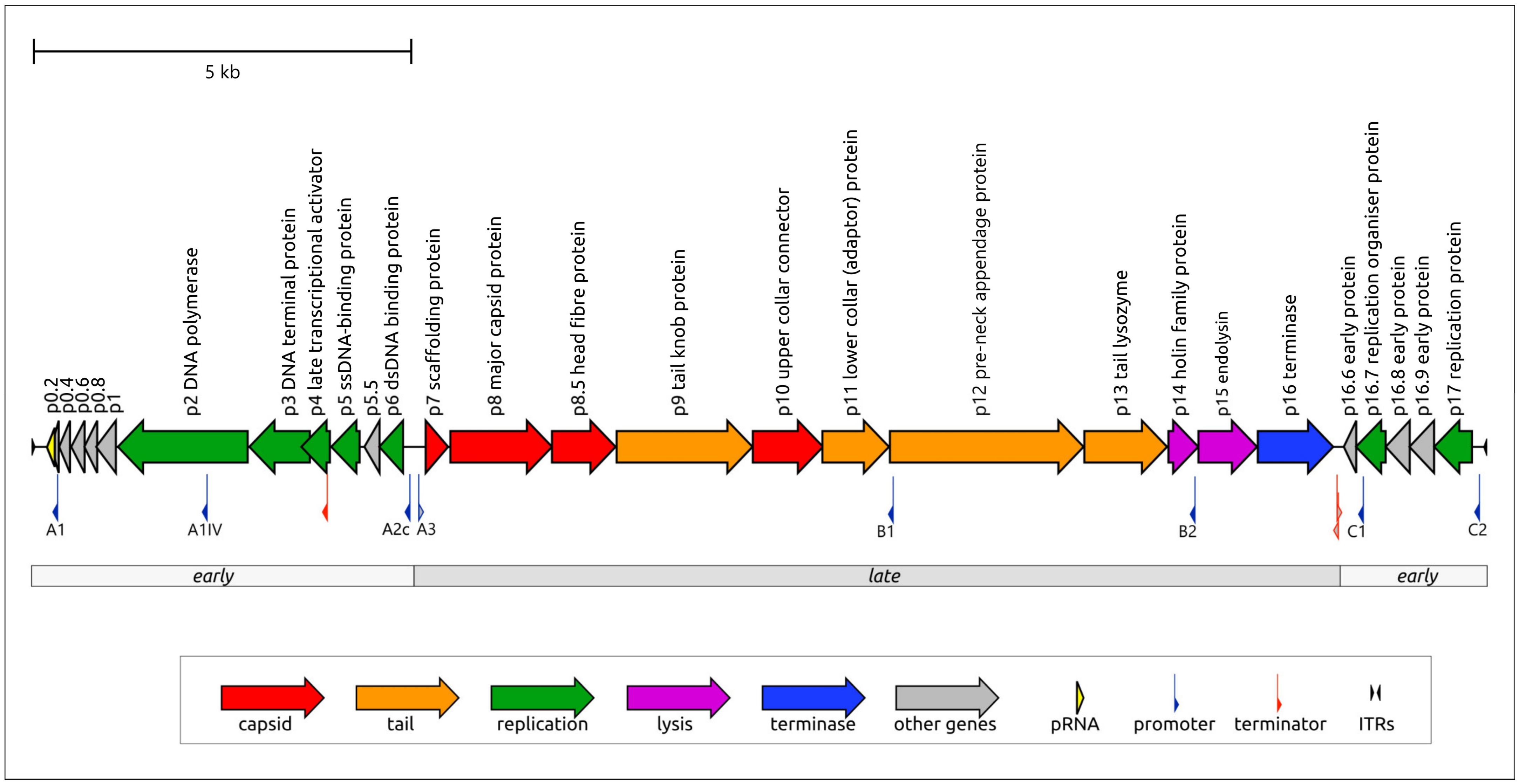 Salasmaviridae genome