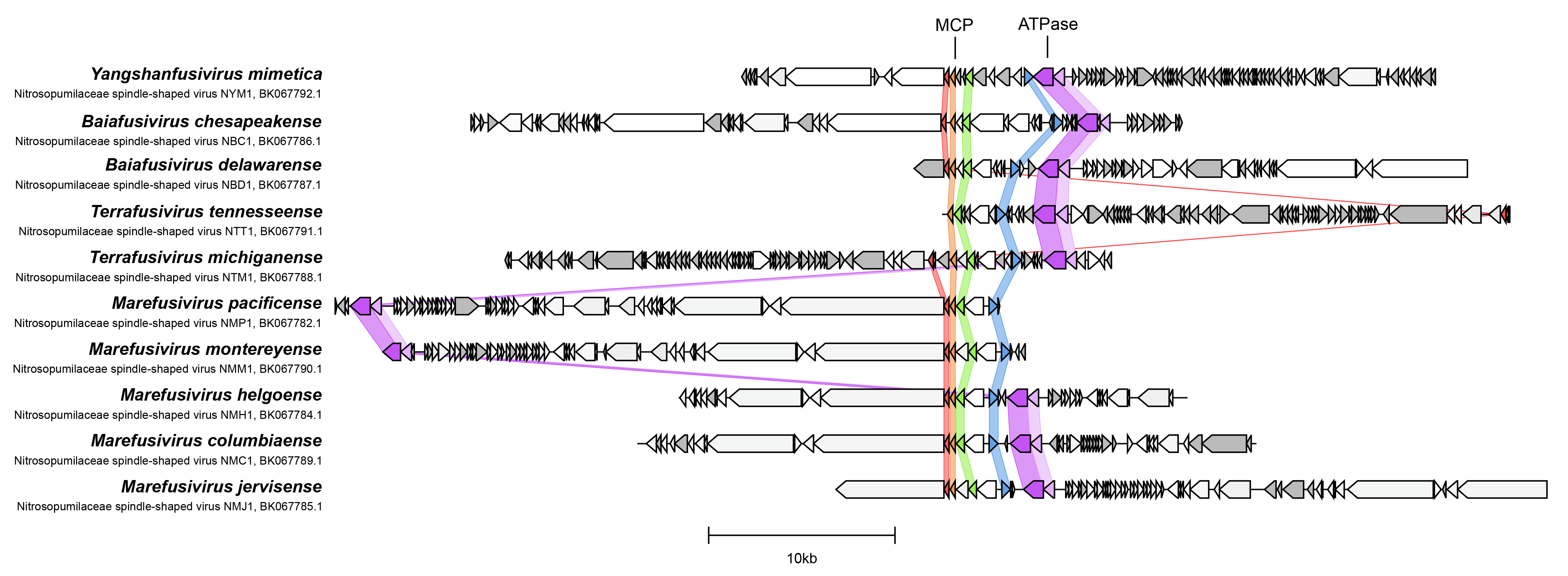 Nipumfusiviridae genome