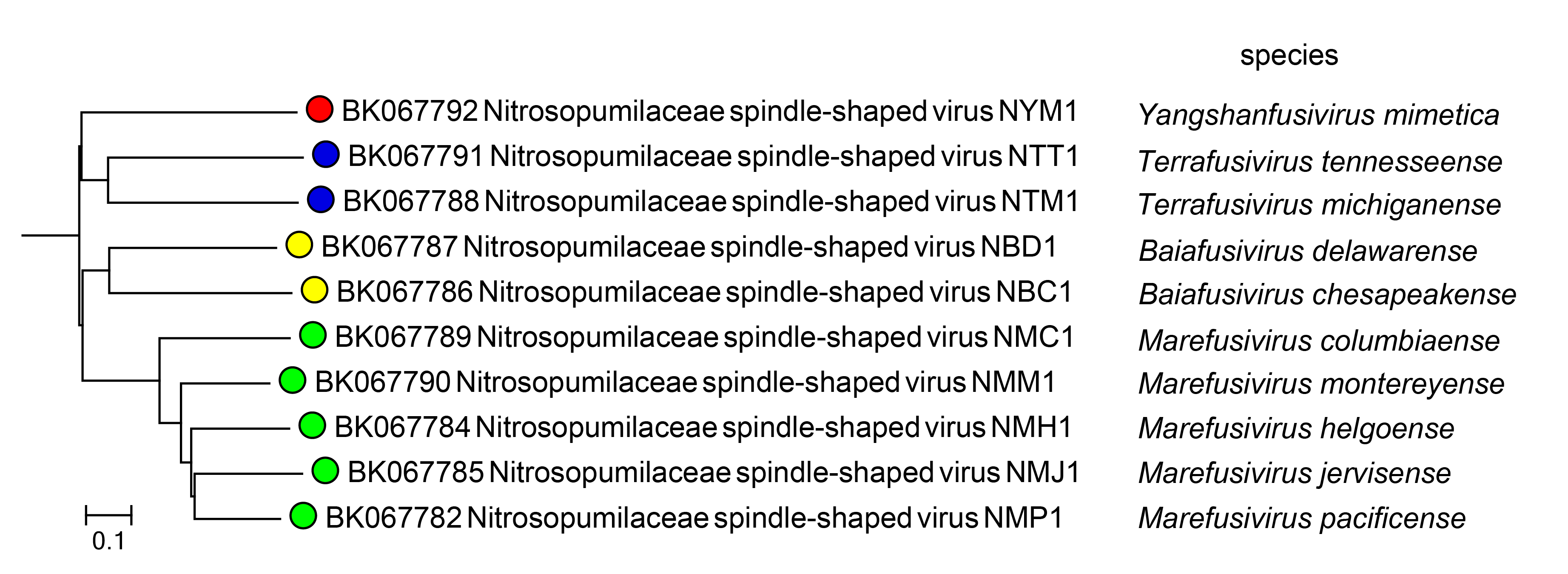 Nipumfusiviridae phylogeny