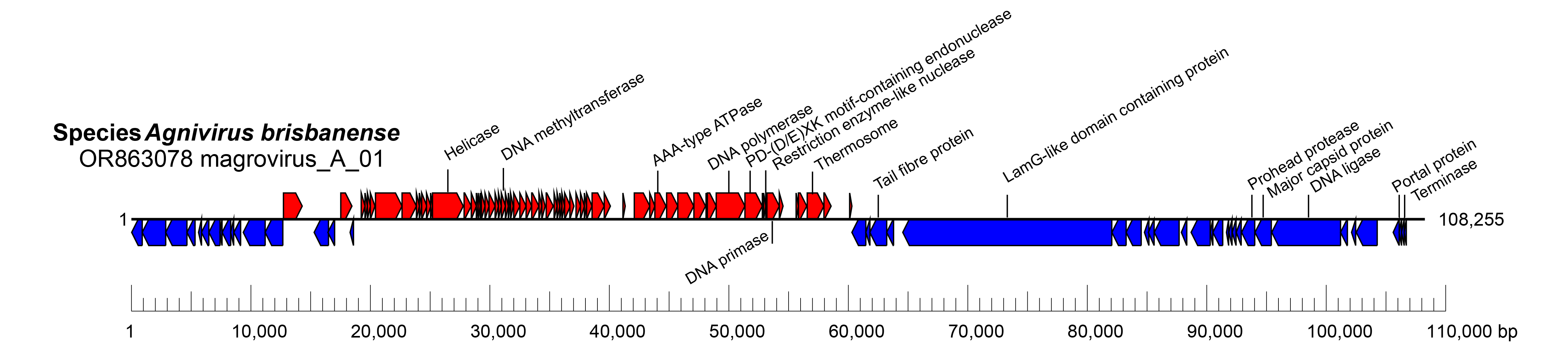Apasviridae genome