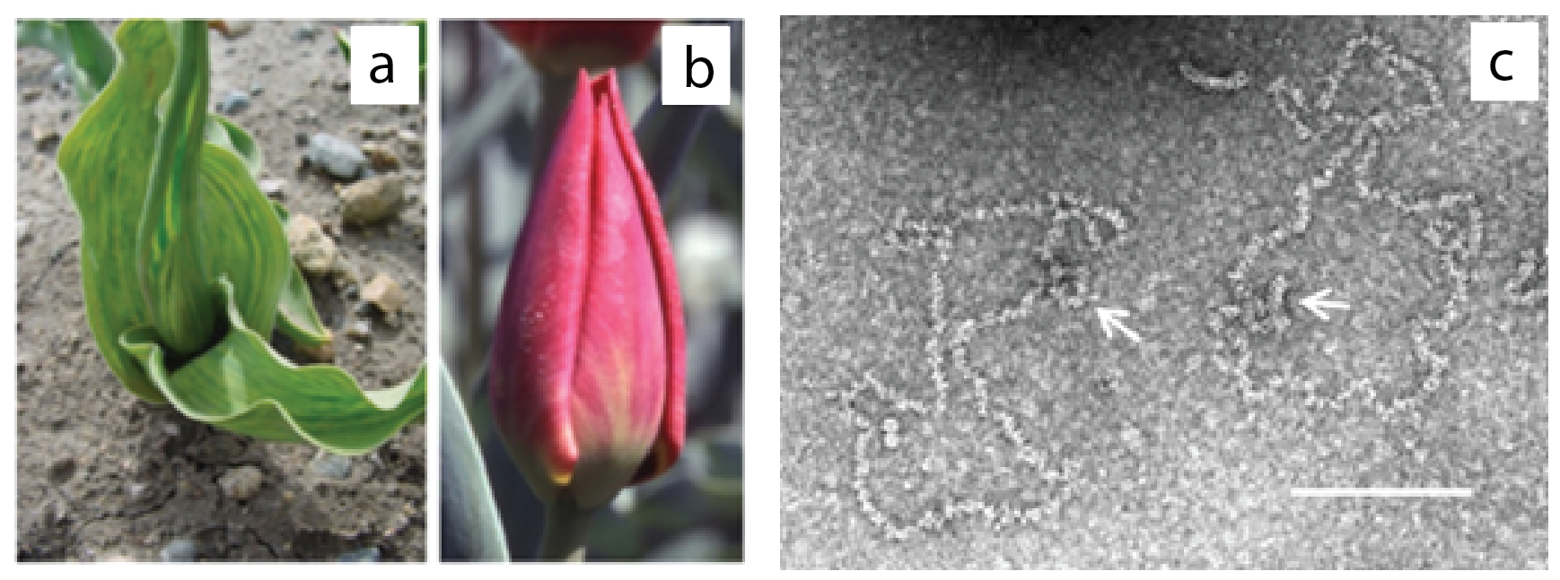 Konkoviirdae pathology and RNA