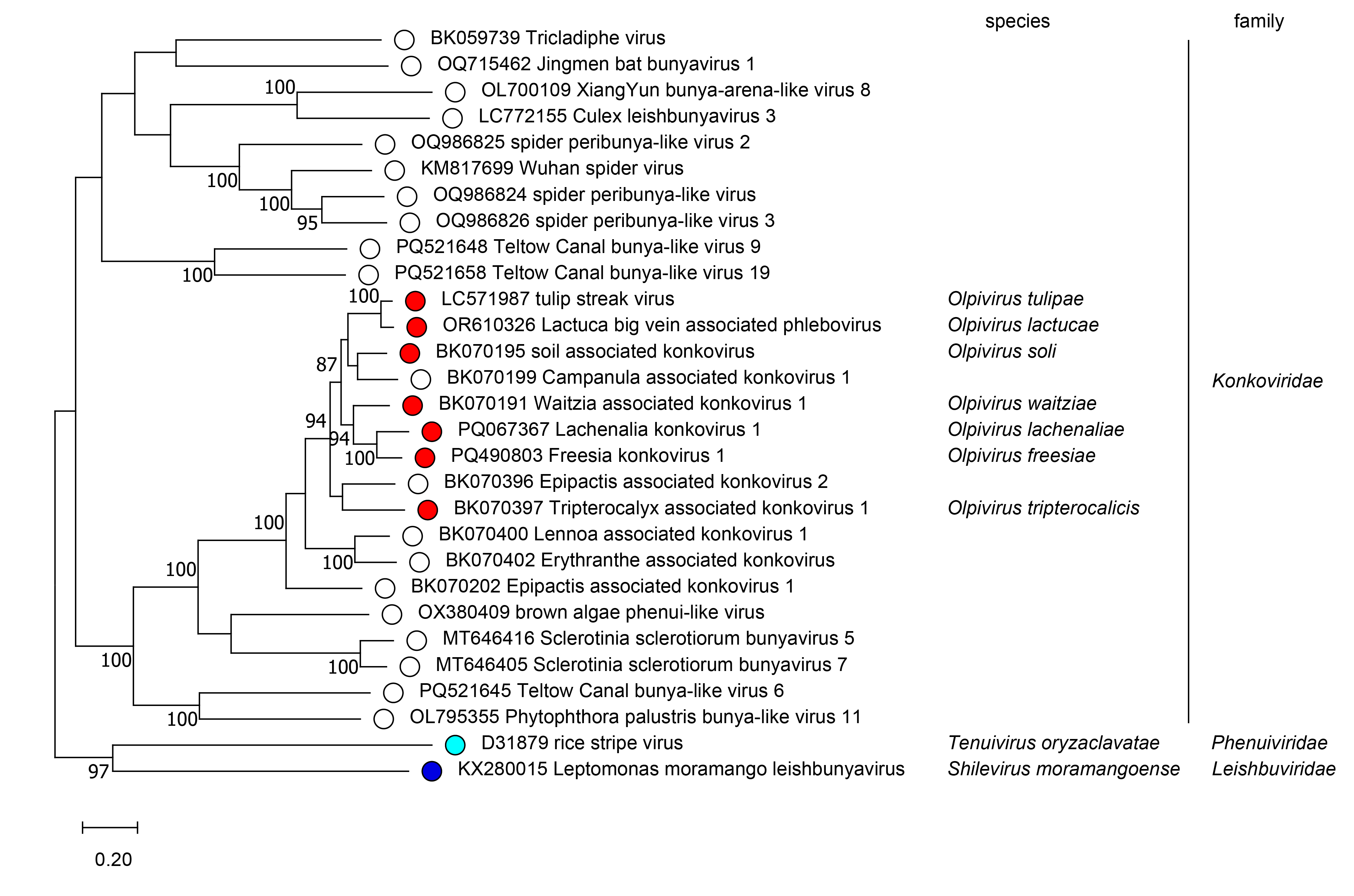 Konkoviridae phylogeny