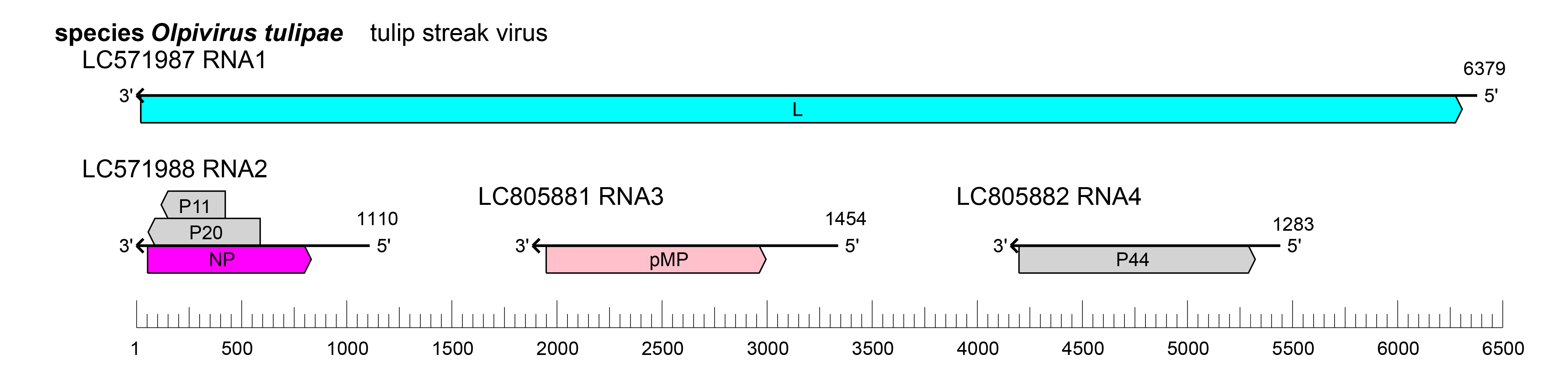 Konkoviiridae genome