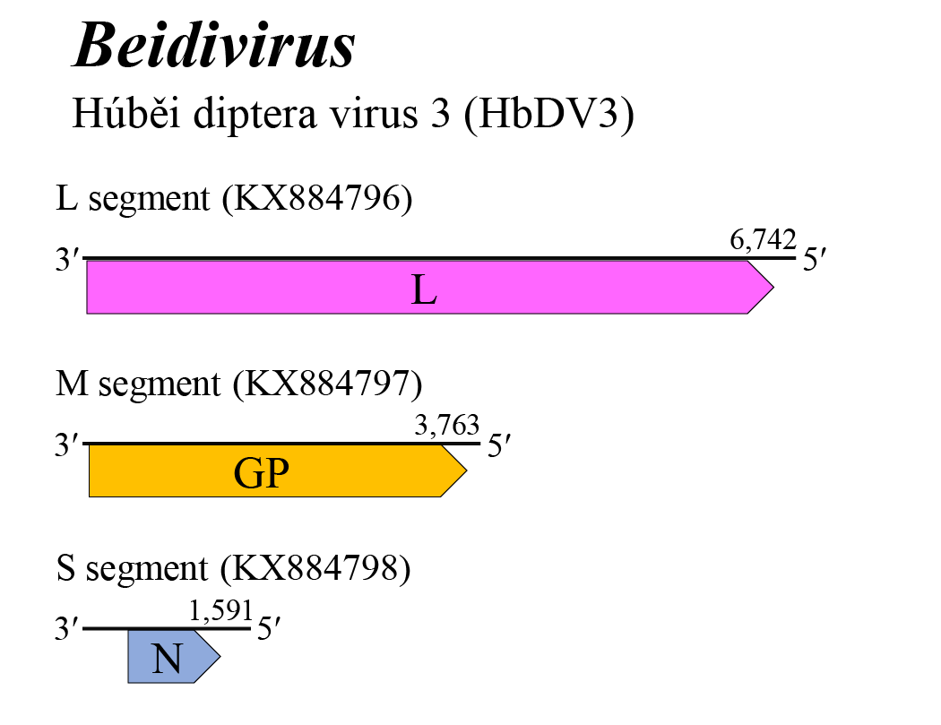 Beidivirus genome