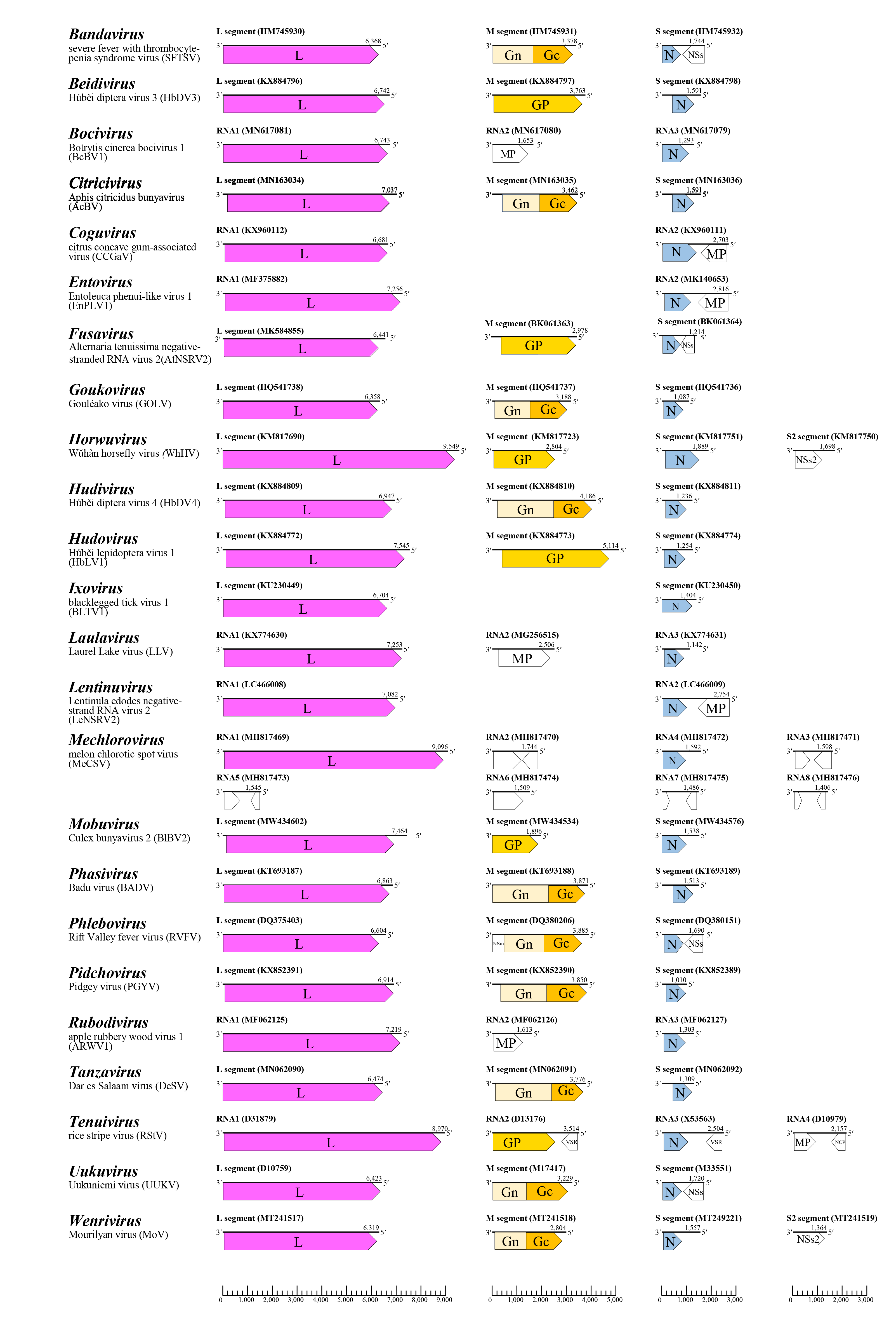 Phenuiviridae genome