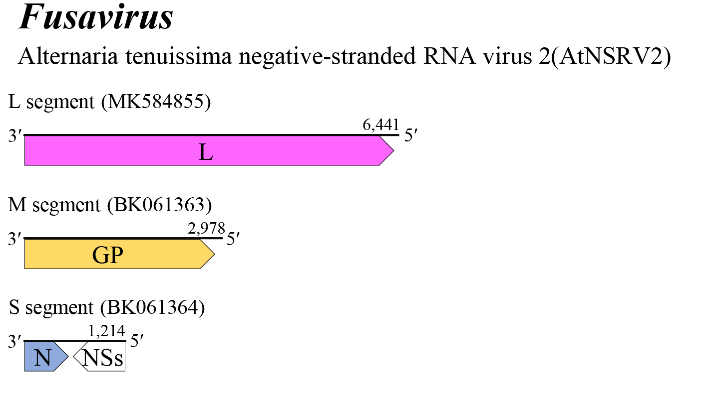 Fusavirus genome