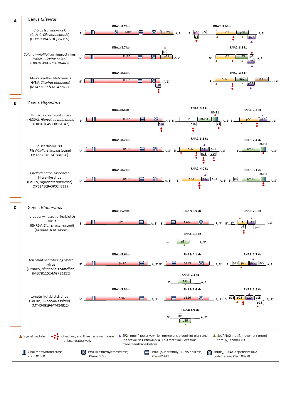 Kitaviridae genome structure