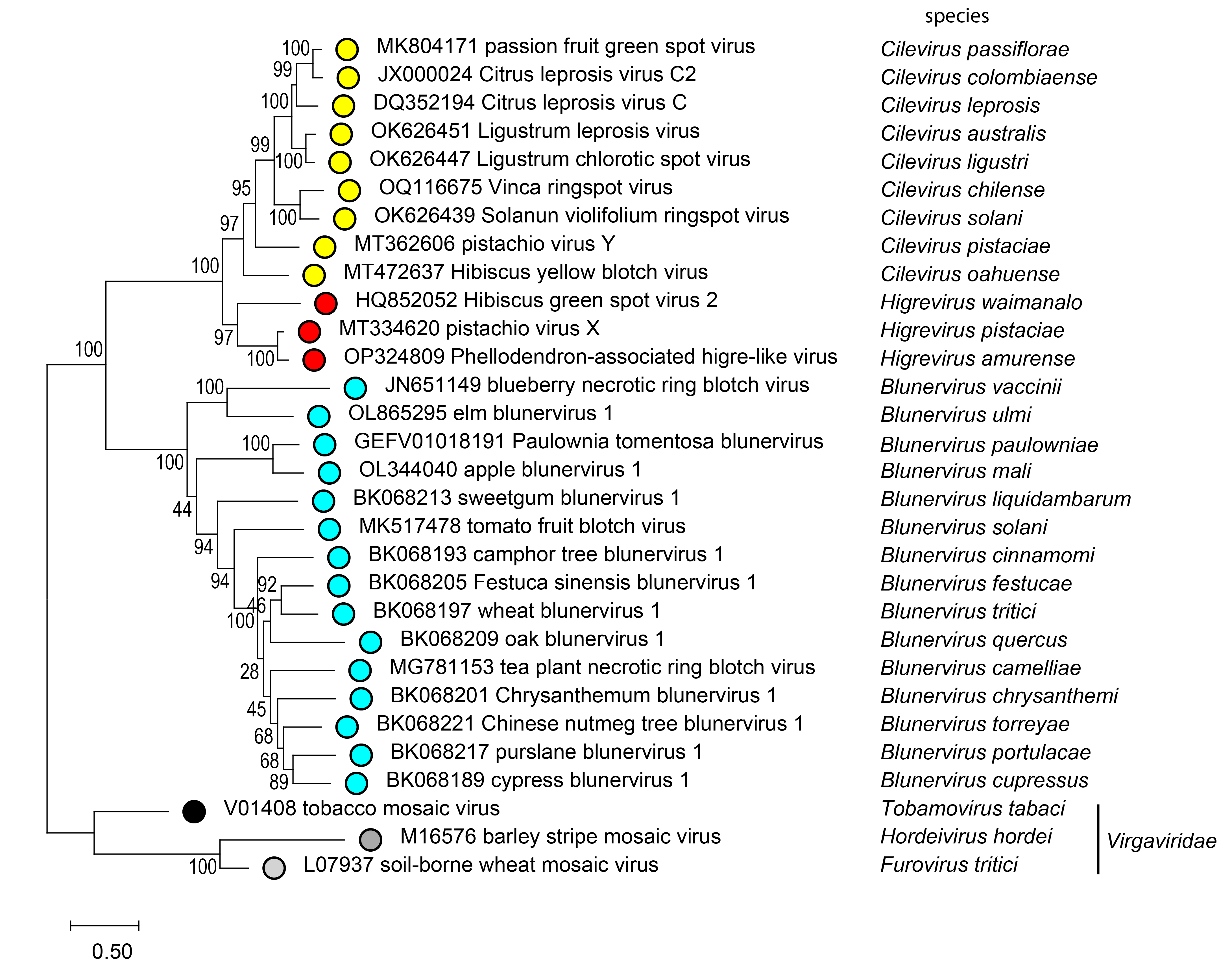 Kitaviridae phylogenetic tree