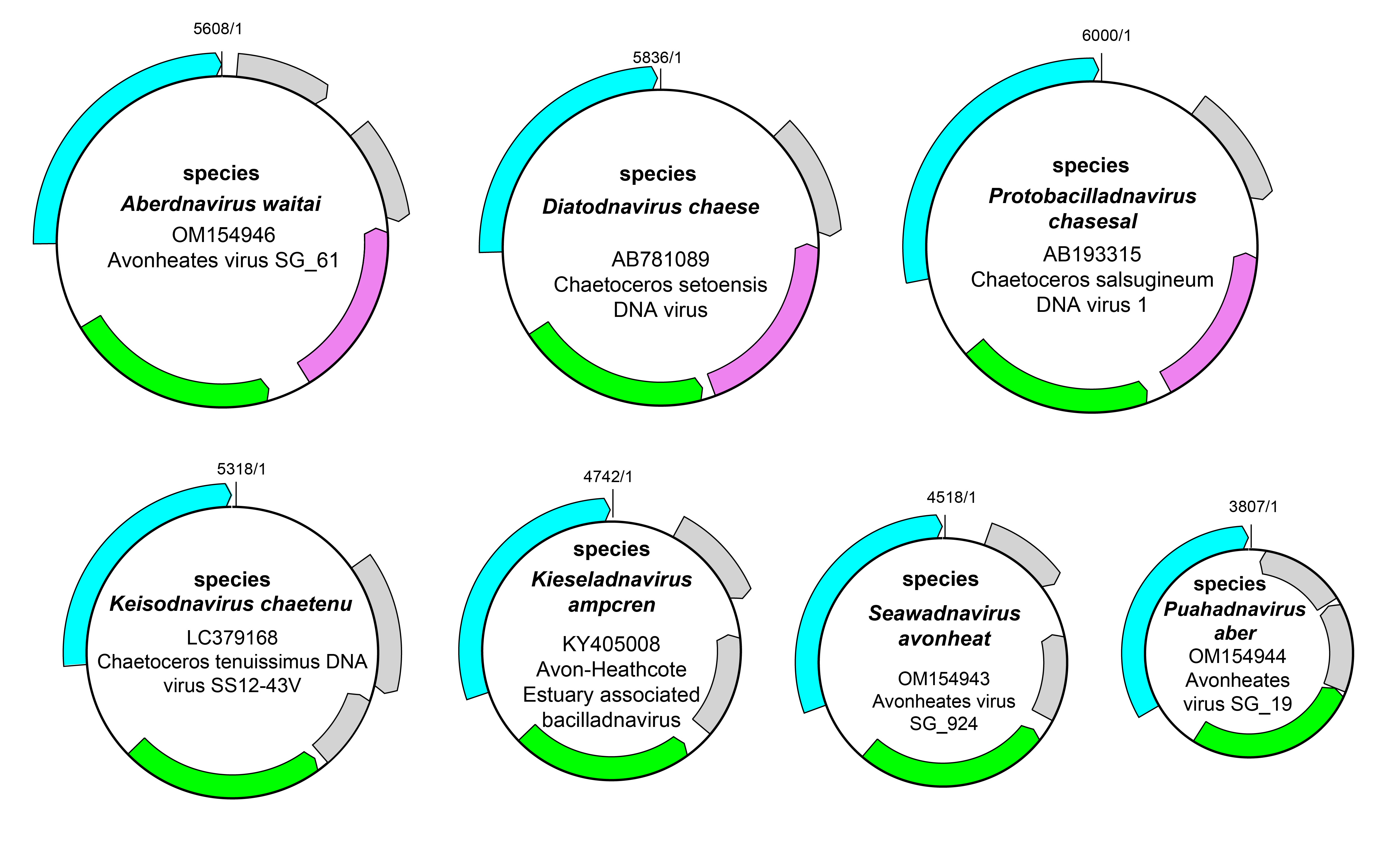 Bacilladnaviridae genome